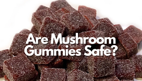 Are Mushroom Gummies Safe? What Retailers Need to Know About This Growing Trend