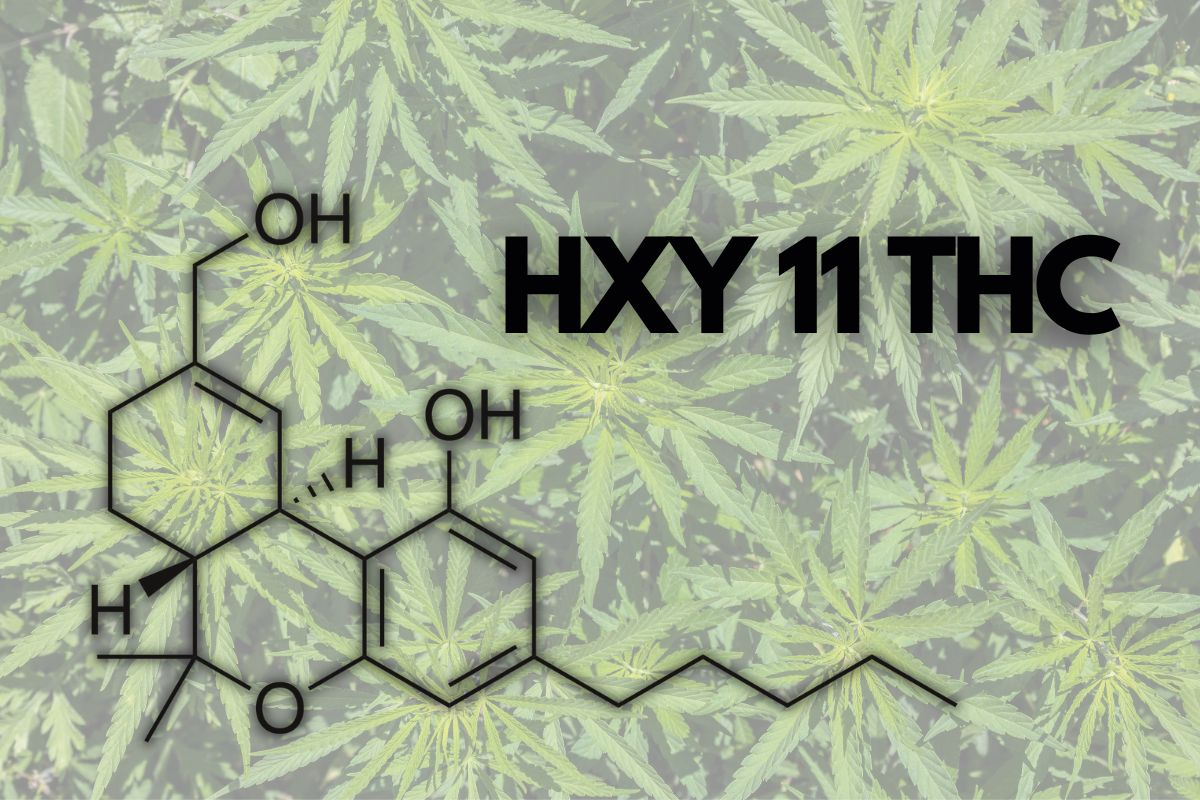 HXY 11 THC
