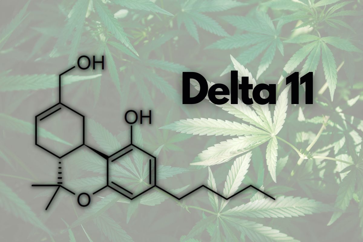 How Potent is Delta 11 THC?